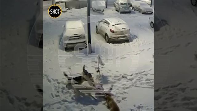 Собаки грызут девочка Чебоксары Чувашия