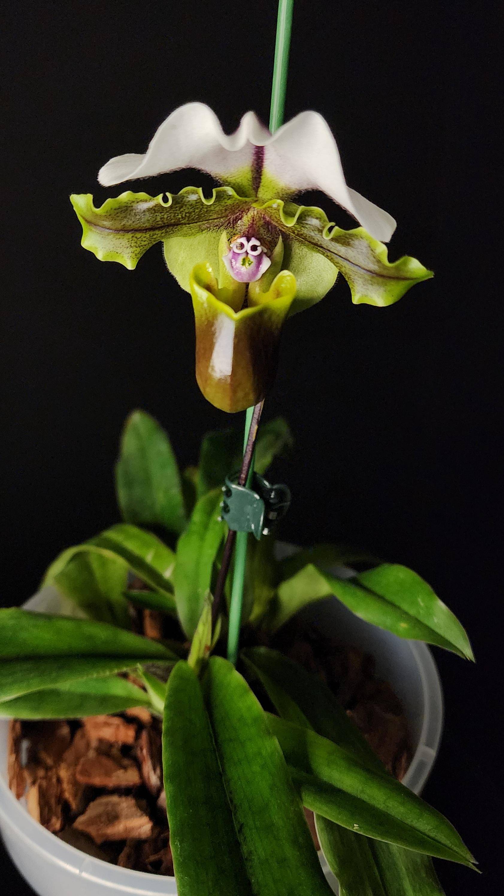 Paphiopedilum spicerianum ускоренная сьемка