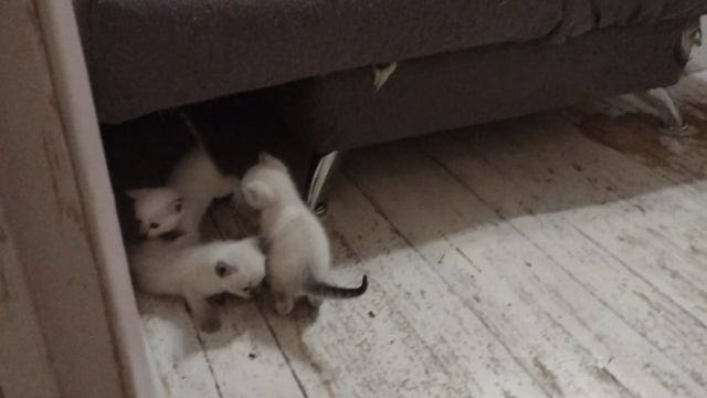 Ой, а кто это пошел гулять? Это котята-путешественники