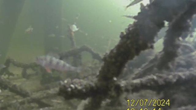 1000034834.mp4Волга гл.5м.07.12.2024г.