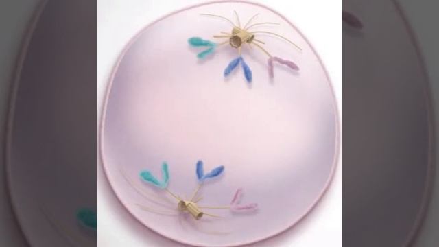 Telophase Animation