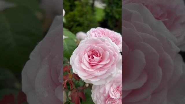 Роза Оливия роуз