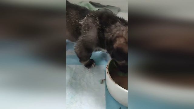 Наши малыши- искусственники, которых выкинули на мусорку 🥣💞