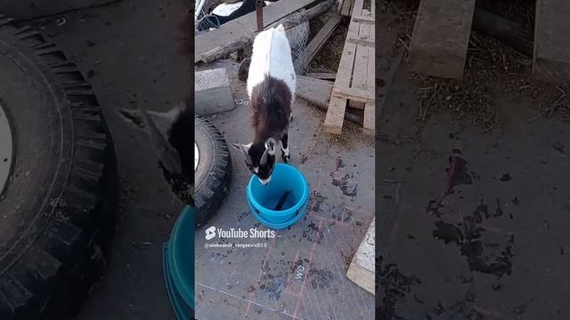 Козлик изучает ведро, звук выстрела из ружья