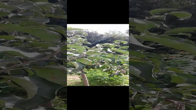 Летом на Алтае