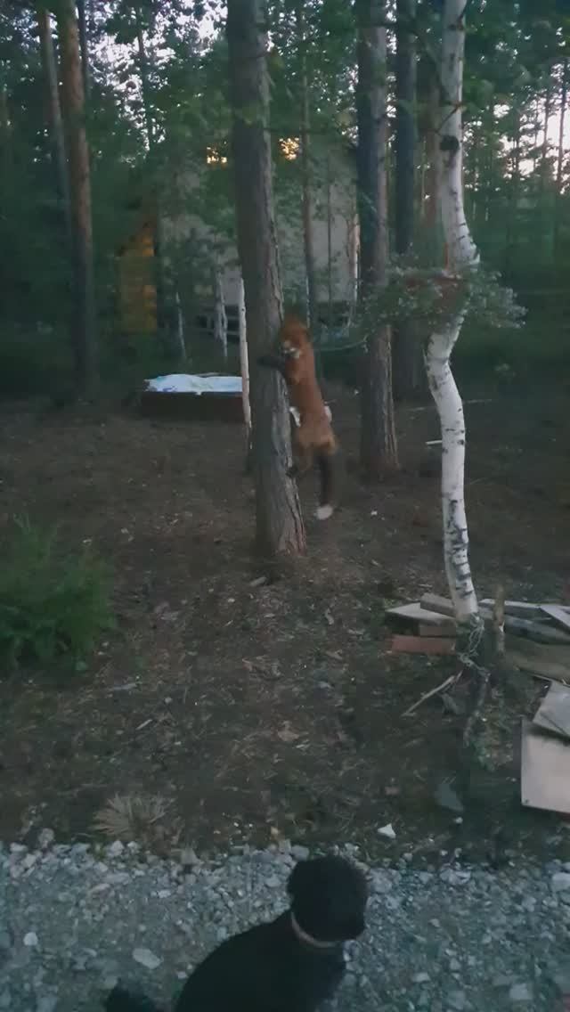 #белочка #лисичка #собачка #бетти