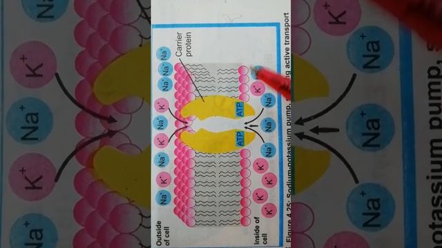 Active Transport | Sodium Potassium Pump | Class 9th | Biology | Samia Mughal Zoologist