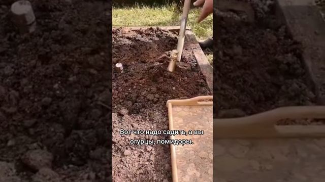 Вот что сажать нужно 😁 а не эти ваши луки да картошки 😂