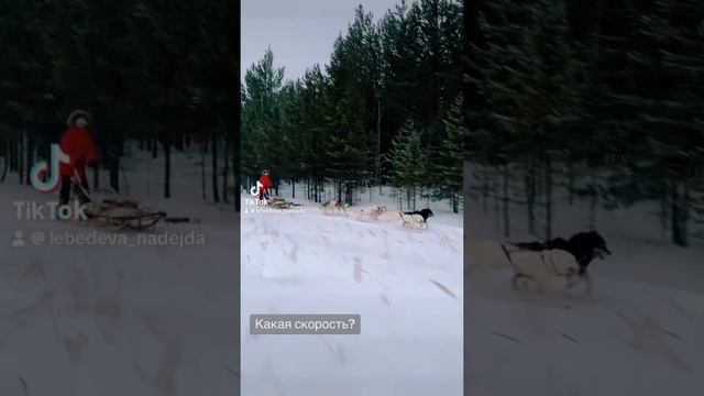 Легко управлять упряжкой?