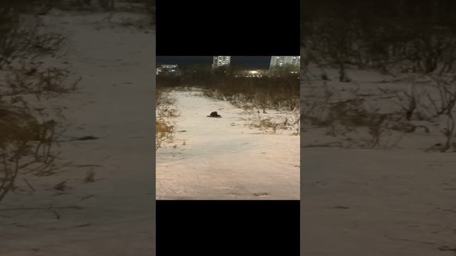 на ватрушке с горы