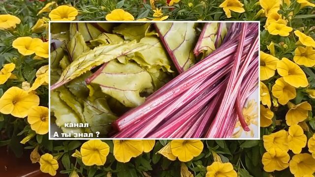 Вылечат КИШЕЧНИК , ЯЗВУ желудка , Очистят СОСУДЫ , при ДИАБЕТЕ  листья СВЕКЛЫ