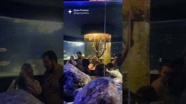 Рыбный день. «Москвариум», 25.11.2023.