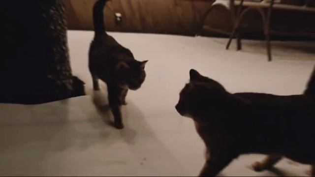 Домик Акула