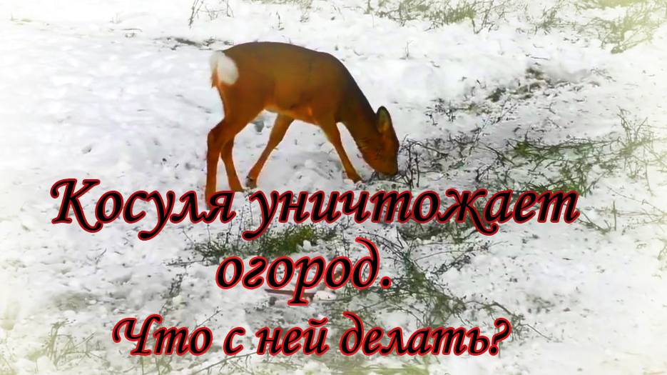 Косуля хозяйничает на огороде.