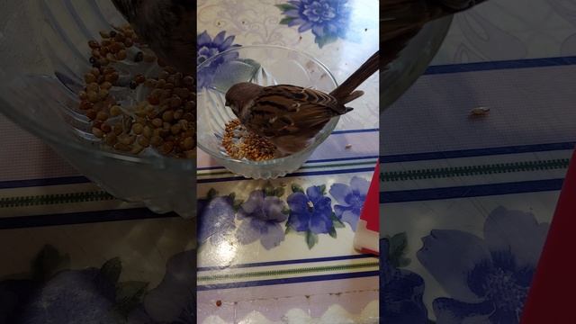 Арчик кушает зёрнышки (28.10.2023)
#сезонконтентаRUTUBE