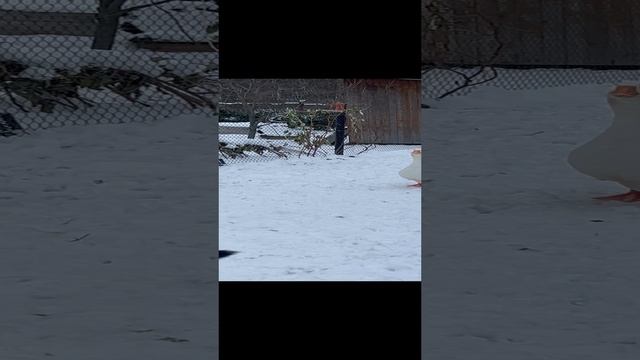 Гусь сторож 07-12-2024