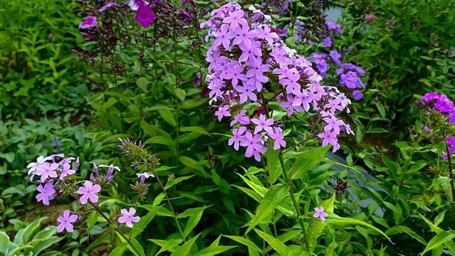 О флоксе Респект и некоторых моих сеянцах #флоксы