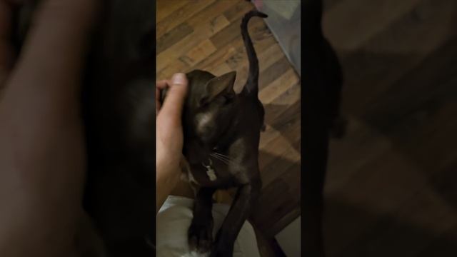шоколад подлиза