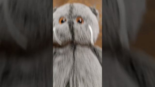 Басик бежит марафон
