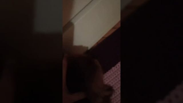 моя СОБАКА ЛИЖЕТ КАЗЯВКИ