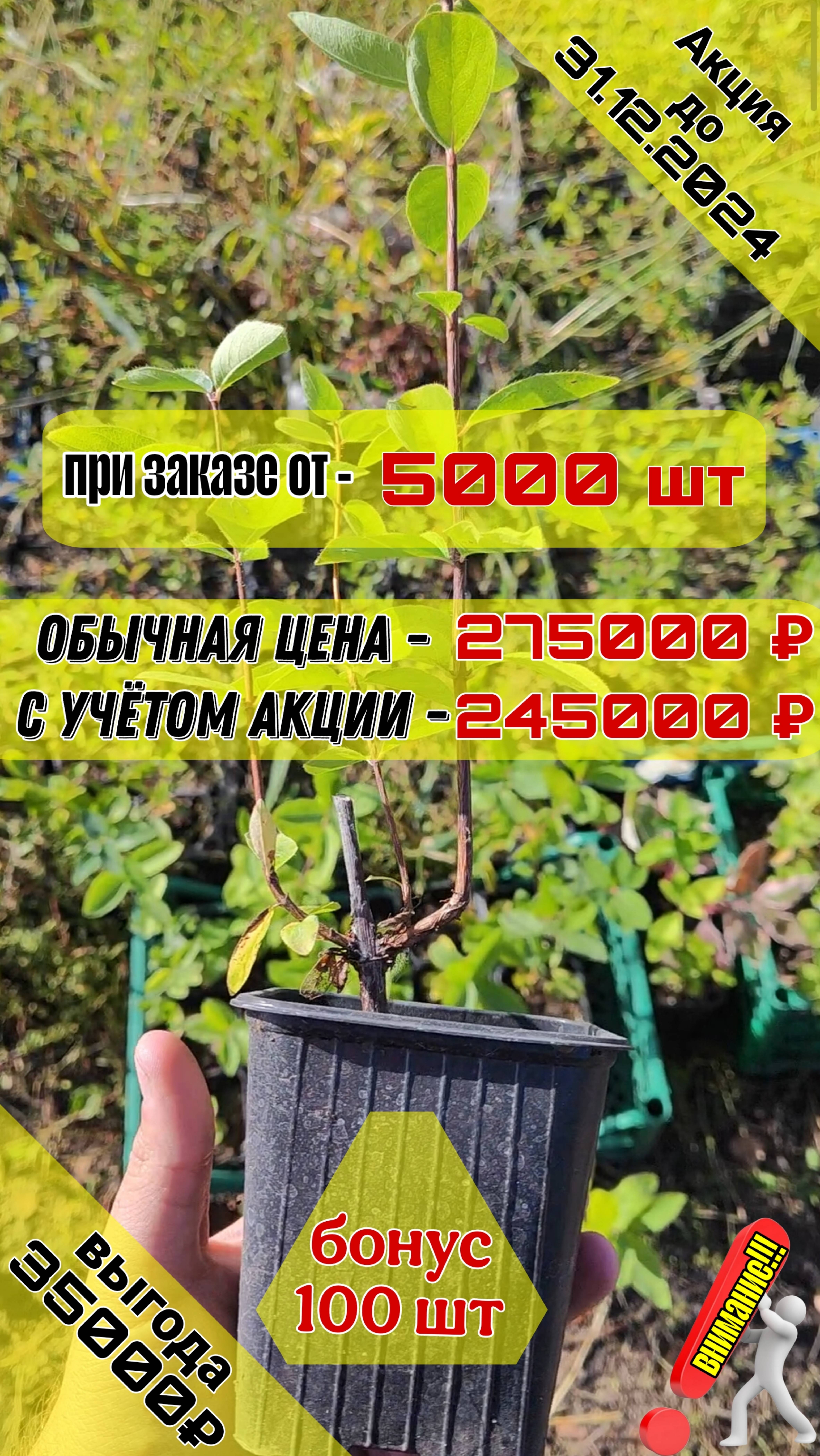 ОСТОРОЖНО АКЦИЯ!!! На жимолость в контейнерах P9. ЦЕНА 49 РУБЛЕЙ!!!