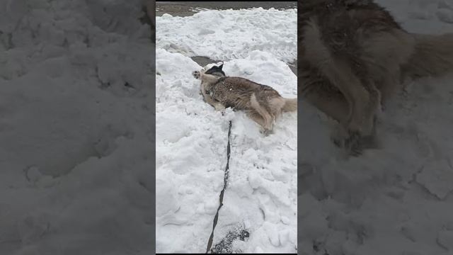 Купание хаски в снегу