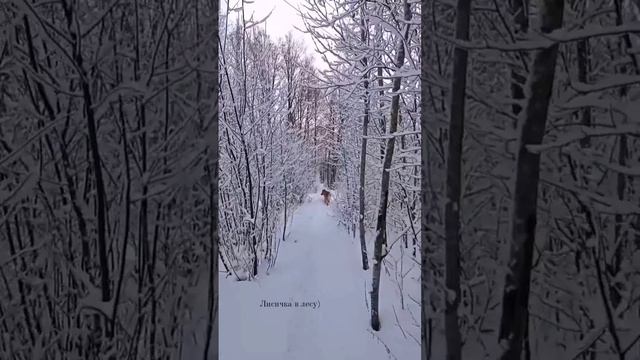 Снежный день к северу от Петербурга