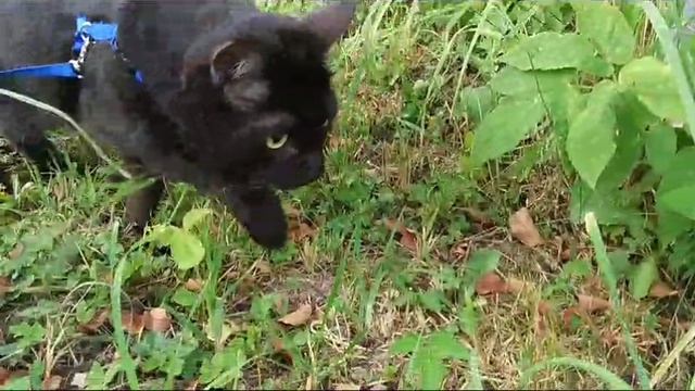 Кот Мурсик на прогулке.