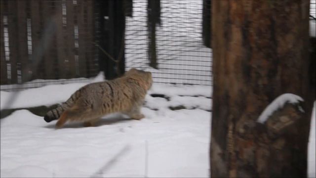 Котята манулов Евы и Лоло играют и подсматривают за соседями 04.12.2024