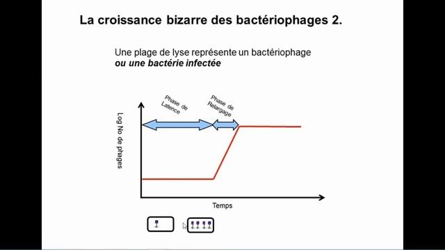 Microbio Phages