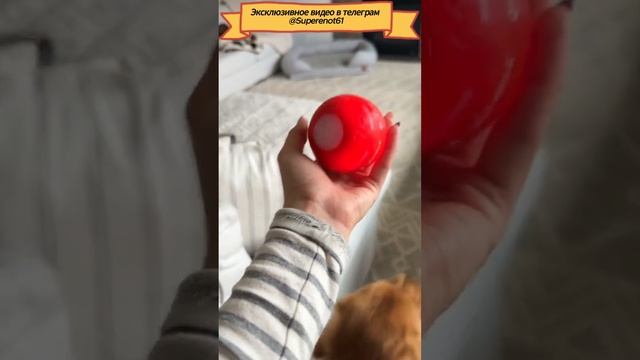 Собачья игрушка