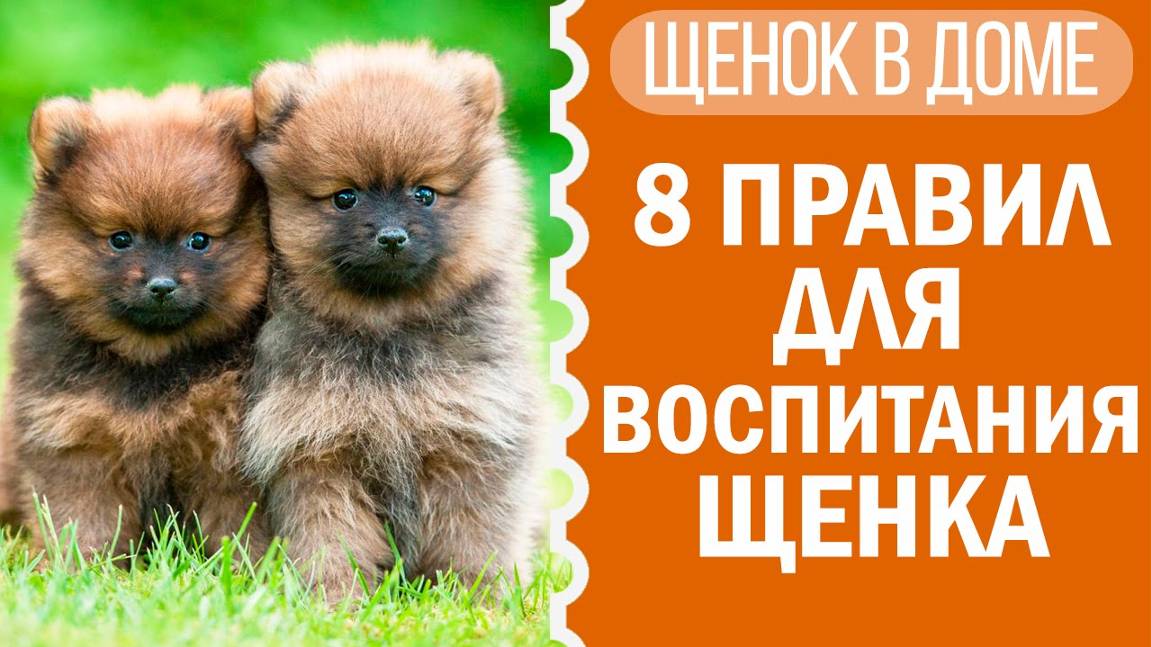 Как воспитывать щенка, воспитание щенков | Чихуахуа Софи