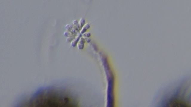 Anthophysa vegetans