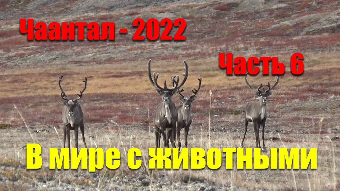 Чаантал – 2022. Часть 6.