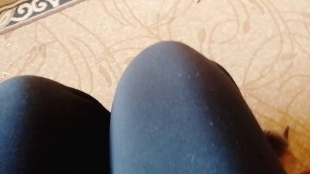 Весëлые котята, учатся кушать, а также реакция таксы Моти, на котят...