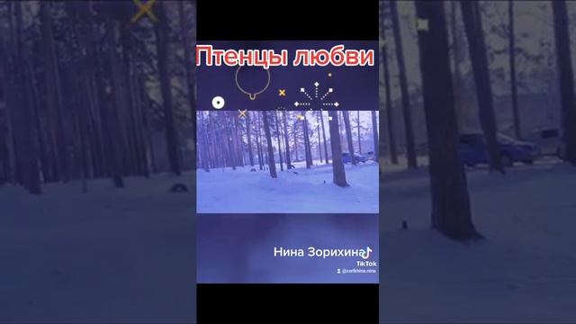 Птенцы любви. стихи. Нина Зорихина