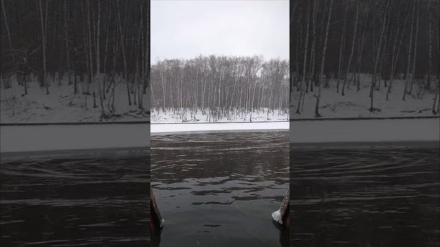 Морж