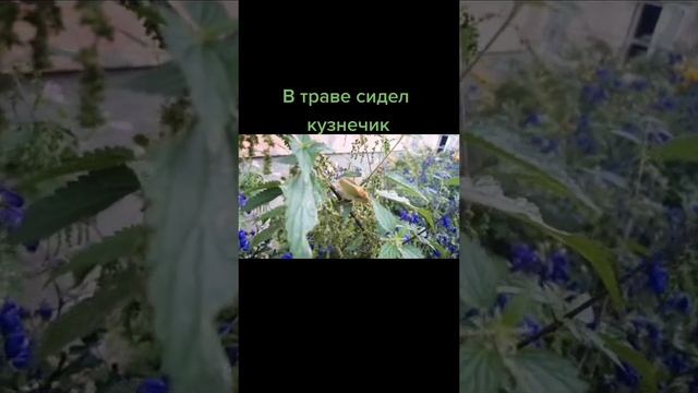 лето и кузнечик