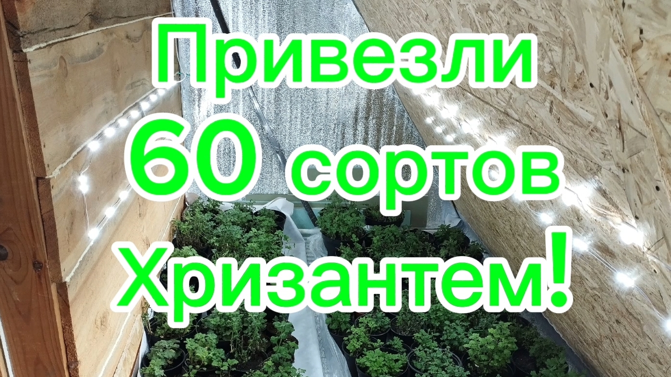 🪴Собираем большую коллекцию хризантем🪴