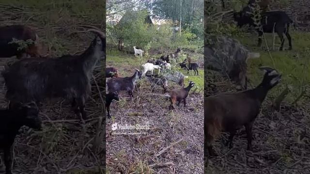 Козы ну очень пугливы