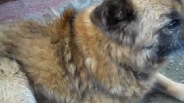 Пёс Чичик / Chichick the Dog