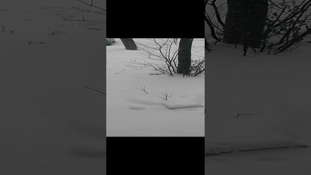 Пришла зима