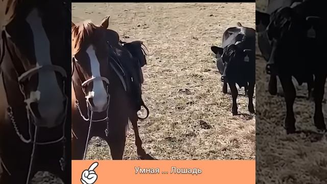 УМНАЯ ЛОШАДЬ