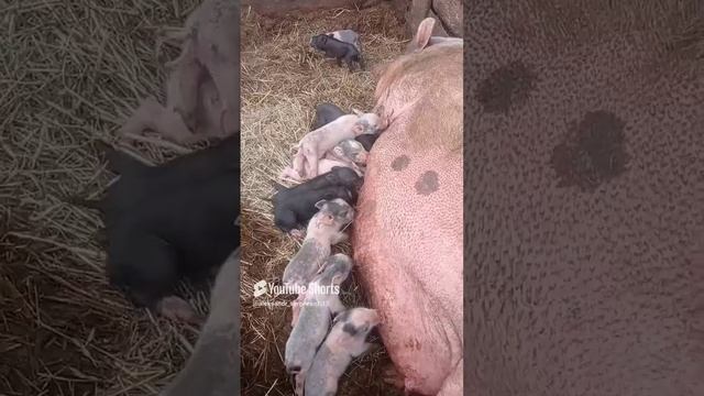 У свиньи летний опорос