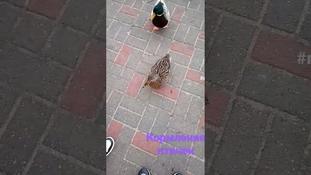 Прогулка по парку