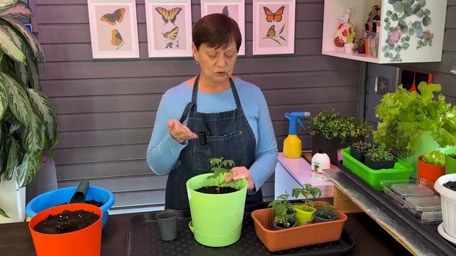 просто Марина. Домашний огород. Пересадка, подкормка.