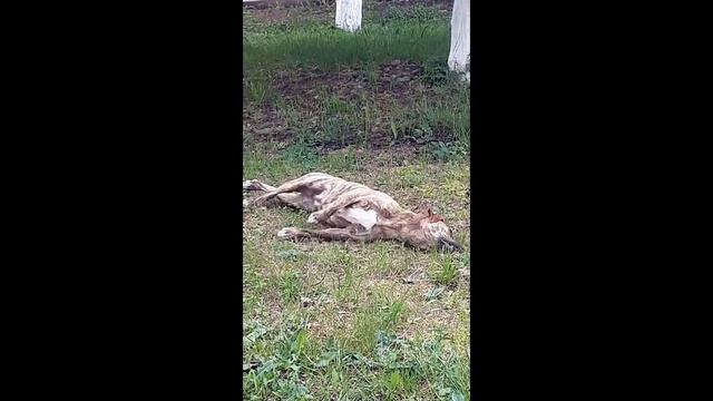 Ни ворону, ни воробья...