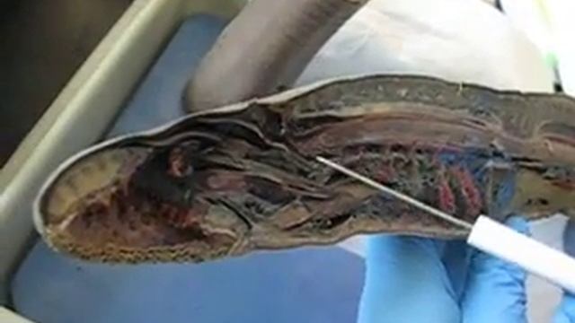Lamprey (including cross-sections)