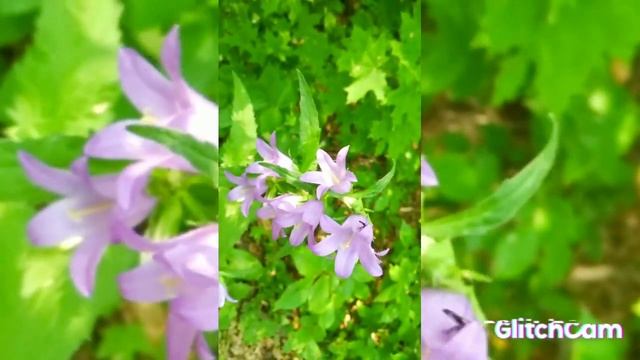 bumblebee 🐝🍯🍯🍯🌻 worker and butterfly 🦋🦋🦋, 🌸🌺🌷bluebells, бабочки и шмели на цветах колокольчиков