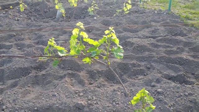 Виноград. Сколько побегов оставлять на 3й год